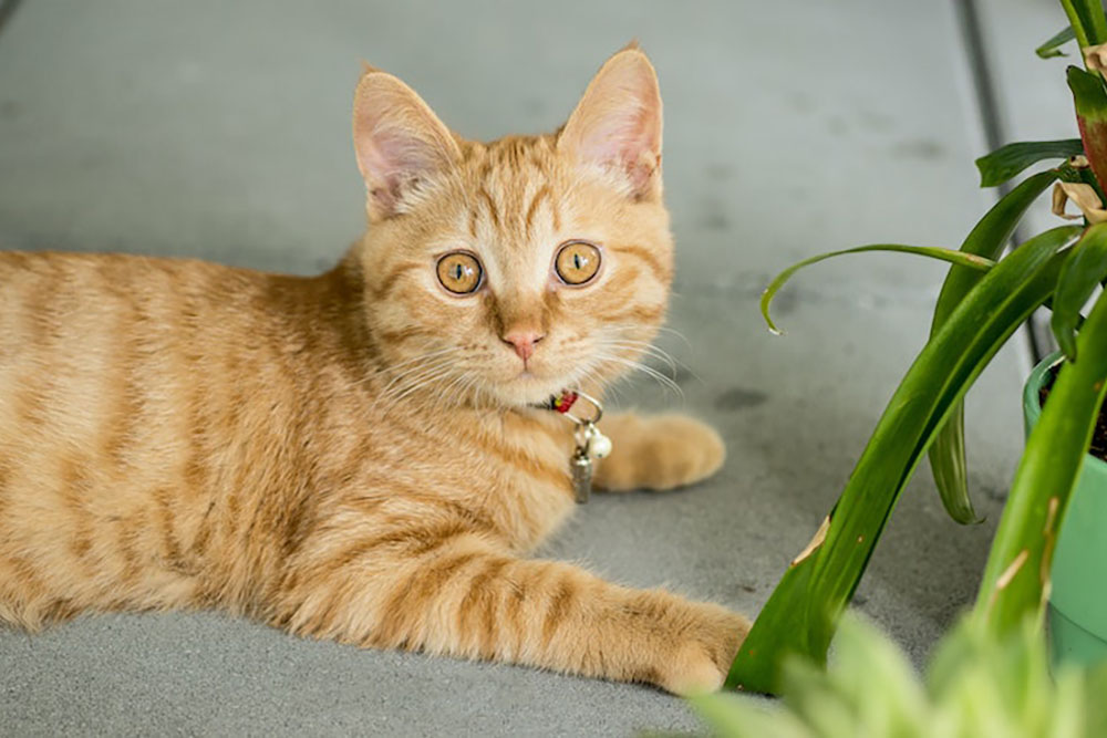 a ginger cat lying on the grass