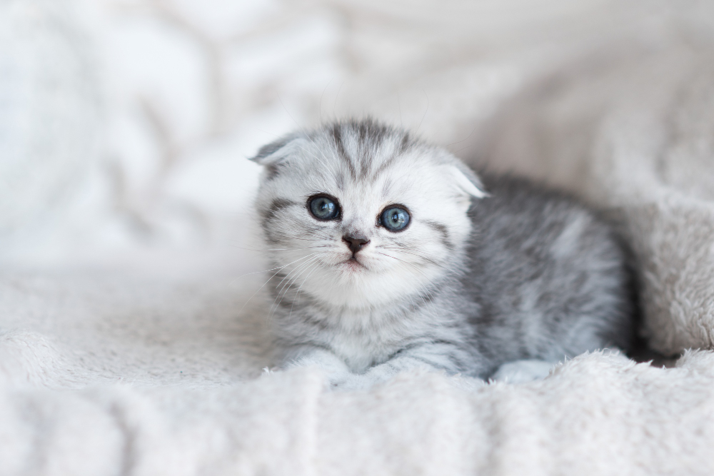 little kitten on a white blanket