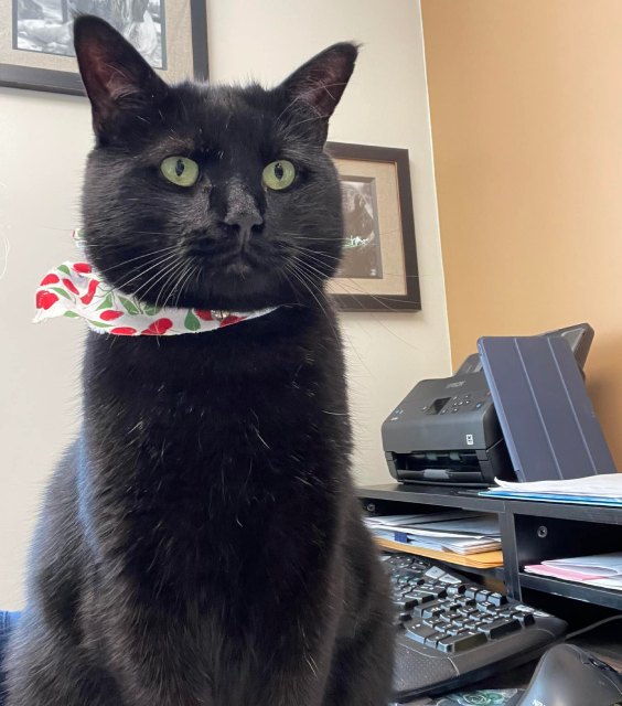 a black cat sitting on a desk