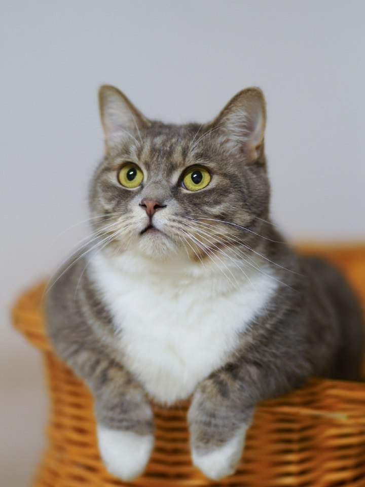 a cat sitting in a basket
