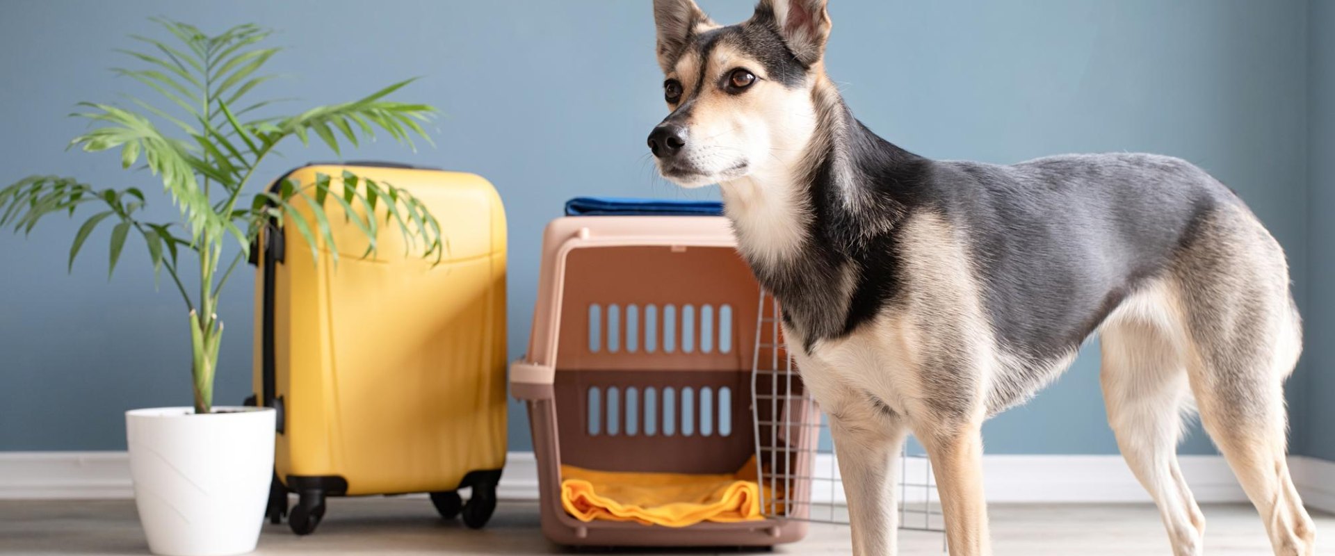 Pet Boarding In Seville OH 44273 Seville Animal Hospital pet-boarding-in-seville-oh-44273-seville-animal-hospital