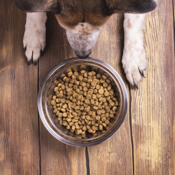 a dog looking at a bowl of food